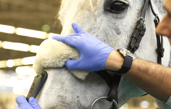 Bezpłatne urządzenia pomiarowe FEI dla stewardów FEI