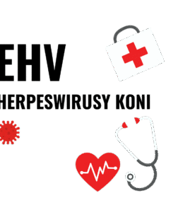 Komunikat Polskiego Związku Jeździeckiego dotyczący zakażeń herpeswirusami koni (EHV-1 i EHV-4)
