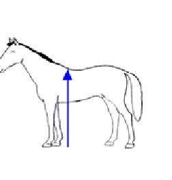 POMIARY KUCÓW FEI 2026 POMIARY KUCÓW FEI 2026